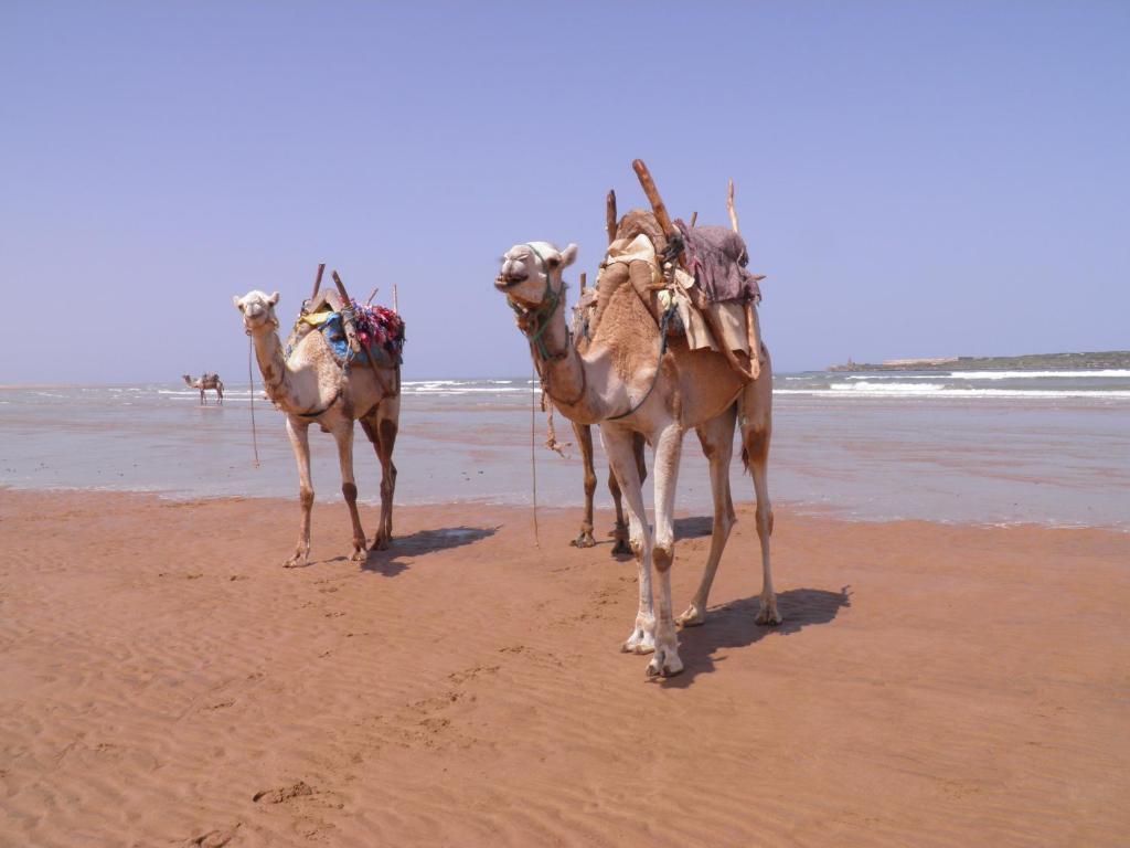 La Maison Des Artistes Essaouira Exterior photo